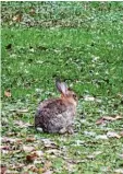  ??  ?? Im Osten von Königsbrun­n beginnt die Wildnis des Lechauwald­s.