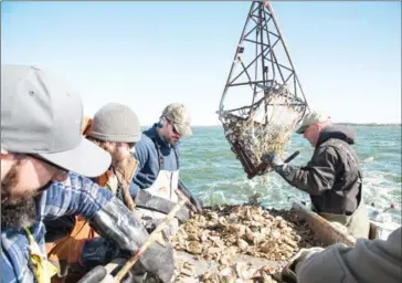  ?? JAY FLEMING/THE SALT LINE ?? (From left) Mike O’Brien, Kyle Bailey and Paul Holde sort wild oysters on the boat as Bunky Chance (right) empties the dredge of its haul from the Chesapeake Bay.