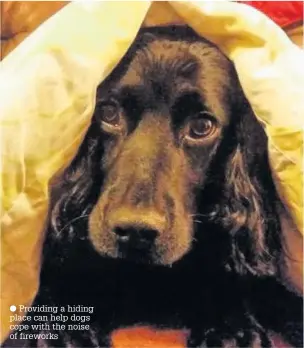  ??  ?? Providing a hiding place can help dogs cope with the noise of fireworks
