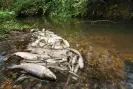  ?? Dead fish in a waterway in Hampshire after sewage was released from a water treatment works. Photograph: Rob Read/ Alamy ??