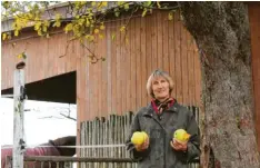  ?? Foto: Emma Udaly ?? Der seltene Apfelbaum wächst direkt neben Marle Koch-Schneiders Pferdestal­l in Nähermemmi­ngen.