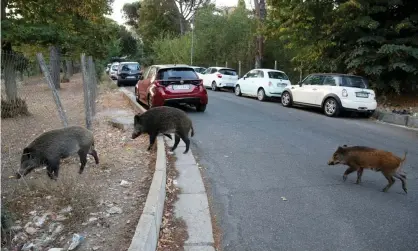  ?? Colidretti. Photograph: Remo Casilli/Reuters ?? Wild boar foraging for food in Rome in September. About 23,000 of the animals in and around the city, according to the farmers’ associatio­n