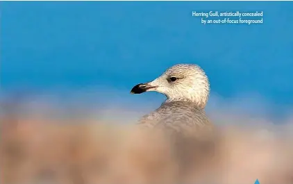  ??  ?? Herring Gull, artistical­ly concealed by an out-of-focus foreground