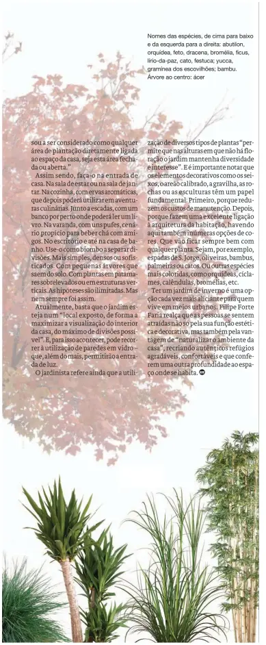  ??  ?? Nomes das espécies, de cima para baixo e da esquerda para a direita: abutilon, orquídea, feto, dracena, bromélia, ficus, lírio-da-paz, cato, festuca; yucca, gramínea dos escovilhõe­s; bambu. Árvore ao centro: ácer