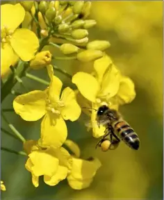  ??  ?? A Honeybee collecting pollen for making honey from the bright yellow flowers of Oilseed Rape.