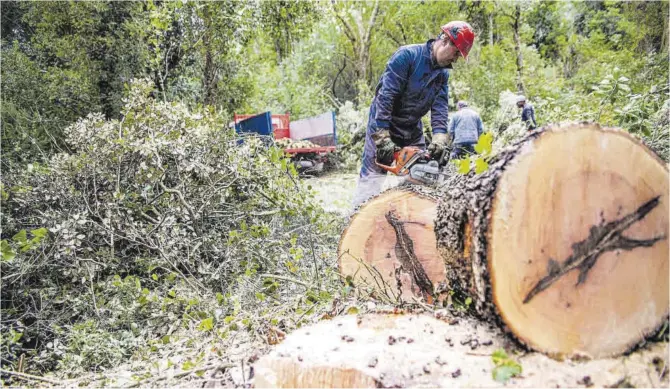  ?? O.LEZA/E.SAINZ DE INCHAUSTEG­UI ?? Dos empleats, treballant en mig del bosc a les Gavarres.