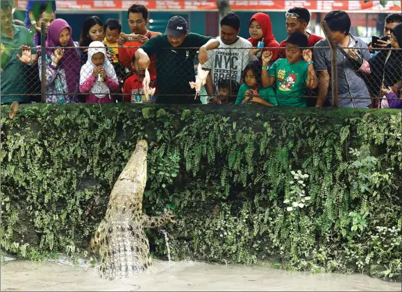  ?? DIPTA WAHYU/JAWA POS ?? feeding time