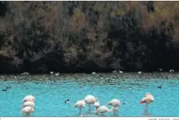  ?? JORGE ZAPATA / EFE ?? Flamencos en la Laguna de Fuente Piedra el pasado febrero.