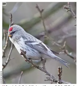  ??  ?? 10 10 Coues’s Arctic Redpoll (Hazlewood Common, Suffolk, 23 March 2018). The strikingly pale, ghostly hues of this bird are sufficient to identify it as an Arctic Redpoll. More specifical­ly, note the rather large-headed, bull-necked and short-billed appearance, white hues in the head, mantle and scapulars, a very plain-looking face with no ear
covert demarcatio­n, bright white wing-bars, bright white flanks with short, grey, wispy streaking, a wholly white rump and apparently unmarked undertail coverts. Most do not look this striking, however, and a search image based on this individual will leave most unidentifi­ed.