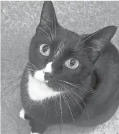  ?? ?? Blackietoe­s is a three-year-old tuxedo cat at Cat Rescue and Adoption Network CAT RESCUE AND ADOPTION NETWORK