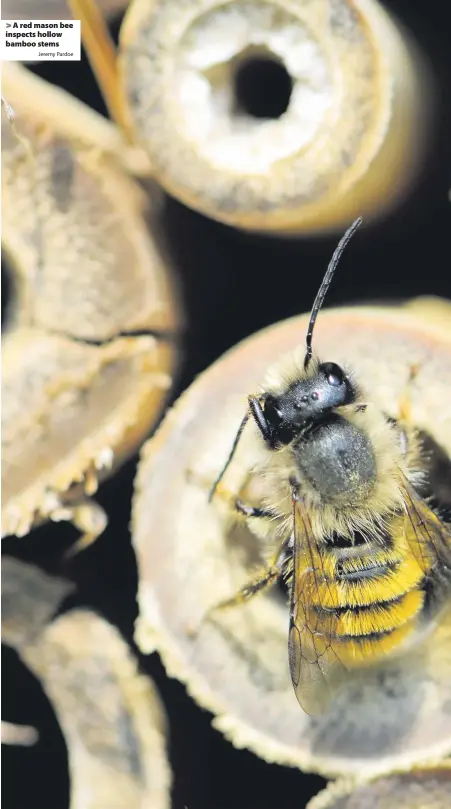  ?? Jeremy Pardoe ?? > A red mason bee inspects hollow bamboo stems
