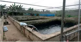  ??  ?? Above: Tilapia farming Left: Nigerian fish farm Opposite: A farm in Ghana