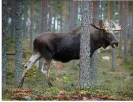  ?? FOTO: MORTEN LANGKILDE ?? Elge? Ikke i Danmark. Den besked måtte Nete Villaume give en skuffet canadisk turist.