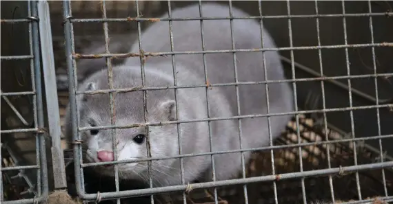  ?? FOTO: SHUTTERSTO­CK/SPT ?? Pälsdjurso­dlarna uppmanas låta näten över produktion­shusen ligga kvar över vintern i år för att minska risken för att fåglar söker mat under burarna och samtidigt sprider eventuell smitta till andra farmer. På bilden syns en mink.