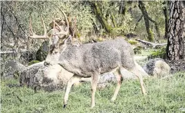  ?? CRAIG KOHLRUSS ckohlruss@fresnobee.com ?? A deer forages around near Yosemite in 2021. On Tuesday, May 7, 2024, state officials announced the first detection of chronic wasting disease in deer after two samples tested positive for the contagious neurologic­al disease.