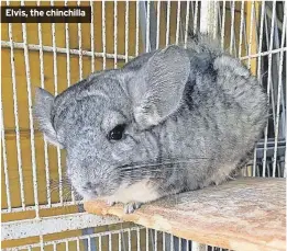  ?? ?? Elvis, the chinchilla