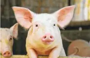  ?? SIMONE VAN DEN BERG/DREAMSTIME ?? Chinese researcher­s recently conducted an experiment to determine how geneticall­y modified pigs can “improve pig welfare and reduce economic losses,” the study said.