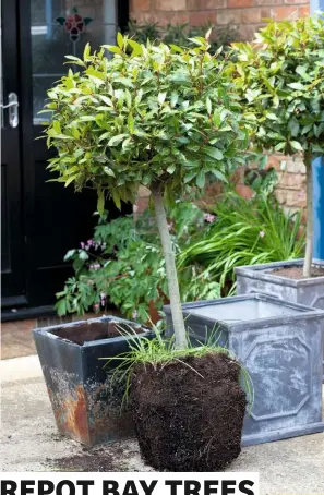  ??  ?? before time to repot bay trees. If you want to keep can use the same pot, otherwise choose the