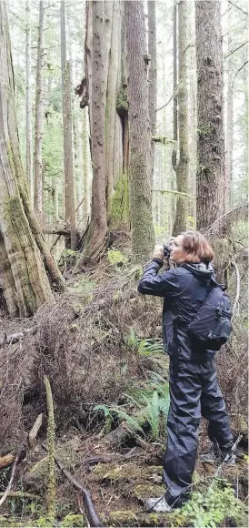  ?? KEN WU ?? Kelly Richardson among ancient red cedars in the Avatar Grove near Port Renfrew.