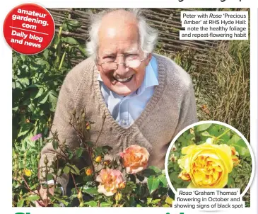  ??  ?? Peter with Rosa ‘Precious Amber’ at RHS Hyde Hall: note the healthy foliage and repeat-flowering habit
Rosa ‘Graham Thomas’ flowering in October and showing signs of black spot