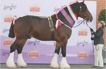  ??  ?? Peter and Marylou say there is a special bond in the show ring between handler Helen Lawrance of Longwarry and Sydney Show supreme champion Southern Cross Apollo.