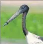  ?? MANOJ NAIR ?? The blacknecke­d stork could not be captured.