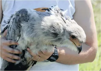  ??  ?? KWEZI, a 6-month old secretary bird, was killed when she collided with the overhead cables of a large electrical transmissi­on line last month.