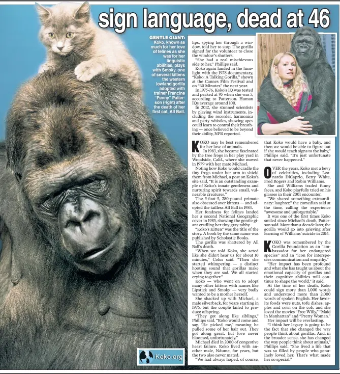  ??  ?? G Koko known as much for her love of felines as she was for her linguistic abilities plays with Smoky one of several kittens the western lowland gorilla adopted with trainer Francine “Penny” Patter son (right after the death of her first cat, All Ball.