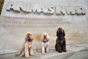  ??  ?? Memorial: Dogs with purple poppies – in remembranc­e of war animals – yesterday