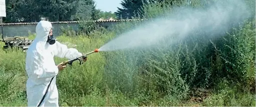  ??  ?? Il contrasto Ai Comuni spetta la disinfesta­zione contro le zanzare adulte, ogni 20 giorni, e le larve, ogni 30