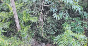  ?? ?? 142 Hearl Close, Brinsmead: This rainforest block on 0.72ha at the top of Brinsmead, has a common property easement with concrete driveway and services are ready for connection. It is being marketed with a price guide of $329,000 to $359,000.