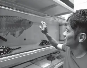  ?? ORE HUIYING/THE NEW YORK TIMES ?? Kenny Lim, an arowana and stingray hobbyist, with his prized arowana at his home in Singapore on Thursday. ‘In Singapore, if you have an arowana, that means you have status,’ says Lim.