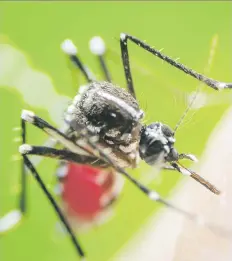  ?? ?? El dengue es una enfermedad endémica o que se reporta en Puerto Rico durante todo el año por la proliferac­ión del mosquito Aedes aegypti, vector del virus.