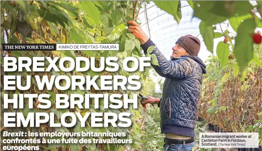  ?? (The New York Times) ?? A Romanian migrant worker at Castleton Farm in Fordoun, Scotland.