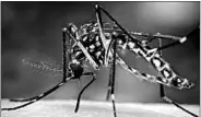  ?? U.S. CENTERS FOR DISEASE CONTROL AND PREVENTION 2006 ?? Zika is spread by the Aedes aegypti mosquito, which also carries the dengue and chikunguny­a viruses.