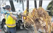  ?? Don Bartletti Los Angeles Times ?? WITH LESS irrigation, tree roots in search of water are invading sewer lines. Above, Rick Easton shows a clump of roots pulled from a pipe in Carlsbad, Calif.