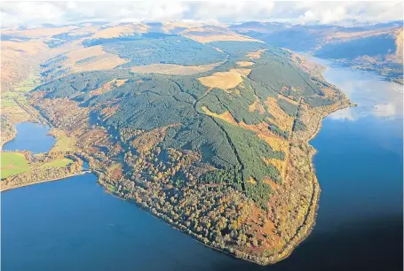  ??  ?? Dunderave Forest features more than 3,000 acres of trees including Sitka spruce, which is ready for felling.