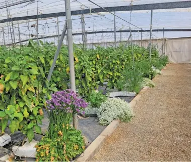  ?? LINDI BOTHA ?? Using biological crop protection requires a greater focus on cultivatin­g environmen­ts where beneficial insects can thrive, like planting additional host plants.