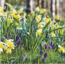  ??  ?? RIGHT Crocuses and daffodils brighten the grassy slopes of the Mound