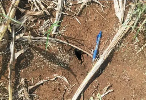  ?? PHOTO: CONTRIBUTE­D ?? STOPPING THE SEEDS: Barnyard grass seeds left after a grain sorghum crop.