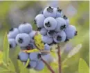 ?? ROBERT F. BUKATY/AP ?? Wild blueberrie­s, Maine’s most important fruit, in Warren, Maine.