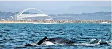  ?? ?? A WHALE enjoying a swim at the Bay of Plenty in Durban.