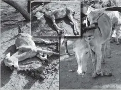  ??  ?? A dead donkey, one with a broken leg and a very sick donkey at Battlefron­t Investment­s’ feedlot in Manningdal­e, Bulawayo