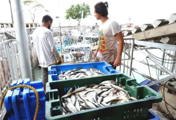  ??  ?? Fishermen unload their catch of the day at the port of Kibbutz Ein-Gev, on the shores of the Sea of Galilee. — AFP photos