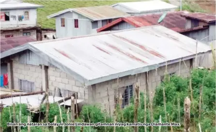  ??  ?? Bisan ang nataran sa balay ni Jonie Lindawan gitamnan niyag kamatis nga Diamante Max.