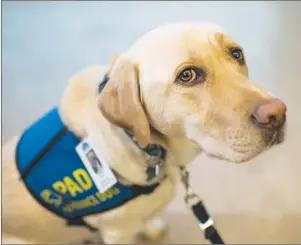  ?? DARREN CALABRESE/THE CANADIAN PRESS ?? Dorado, the first accredited facility dog in Atlantic Canada, is pictured at the IWK hospital in Halifax on Friday. The three-year-old yellow lab was bred and trained specifical­ly for the role of supporting children and youth who may have experience­d...