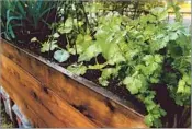  ??  ?? CILANTRO and other herbs grow in a raised f lower bed in Curran and Kuhlmann’s frontyard.