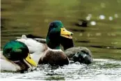  ?? ?? Two mallards and an American coot