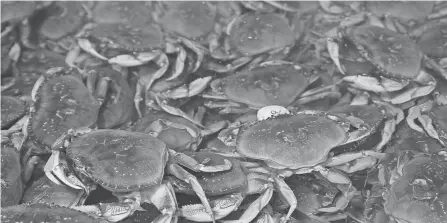  ?? ERIC RISBERG/AP FILE ?? A California fisherman allegedly caught hundreds of Dungeness crabs illegally in the protected North Farallon Islands State Marine Reserve, according to a lawsuit filed Friday by the San Francisco District Attorney’s Office.