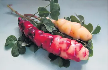  ?? PHOTOS: GILLIAN VINE ?? Variable . . . There is considerab­le variation in red oca tuber colour, even from the same plant, as shown here.
